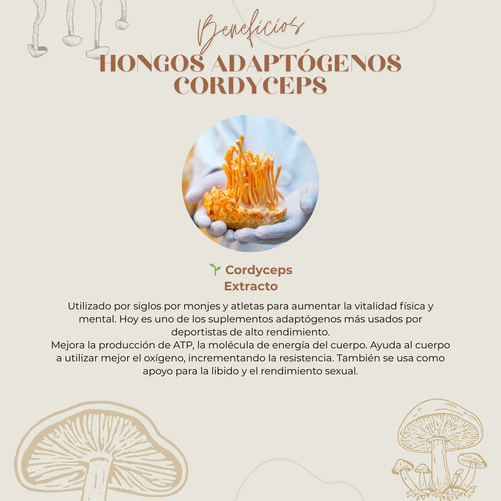 Extracto de Hongo Cordyceps